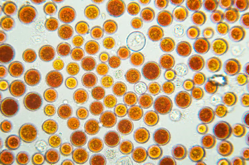 Blutregenalge (Haematococcus pluvialis) Blutregenalge (Haematococcus pluvialis)