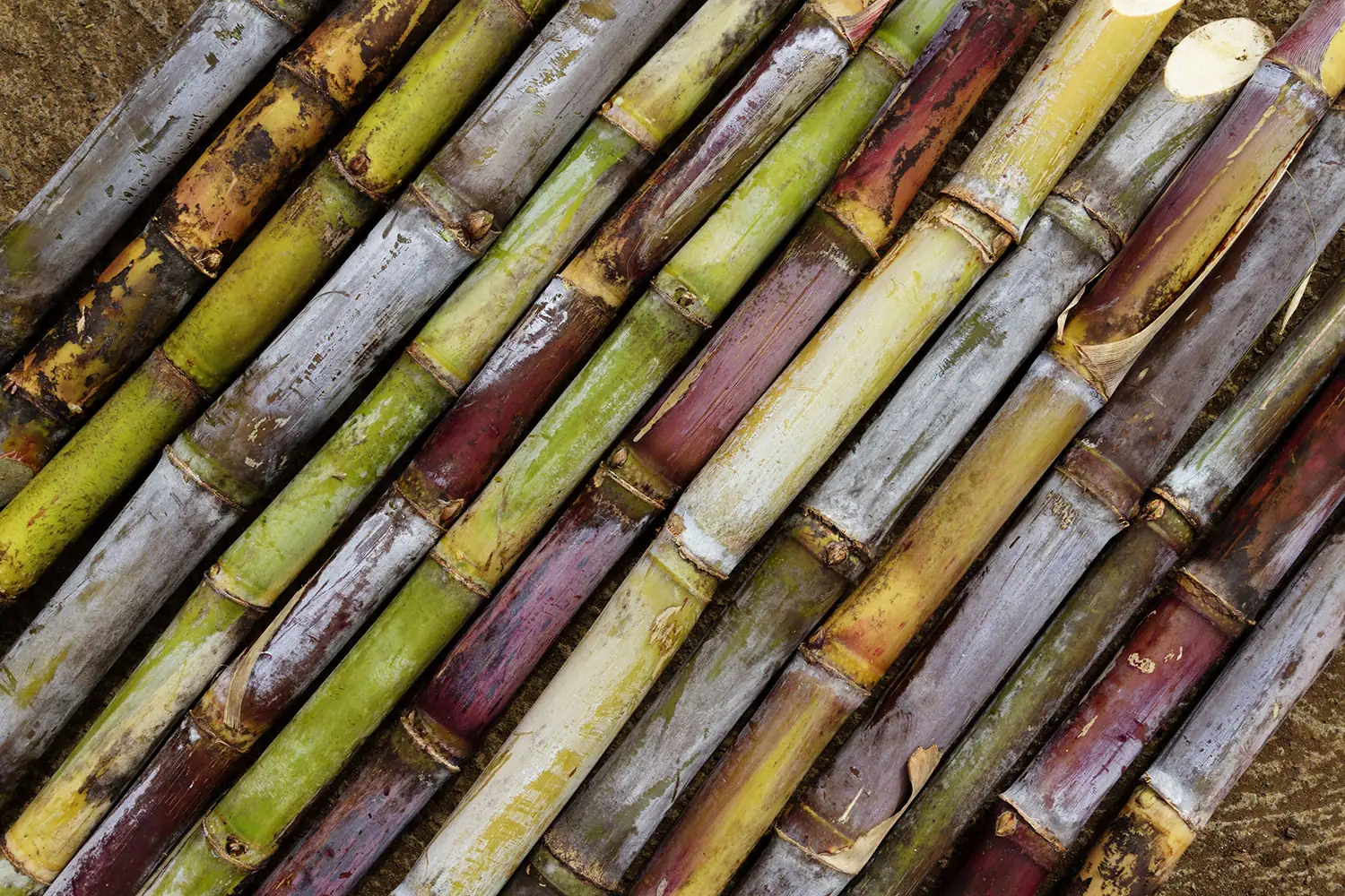 Zuckerrohr Zuckerrohr