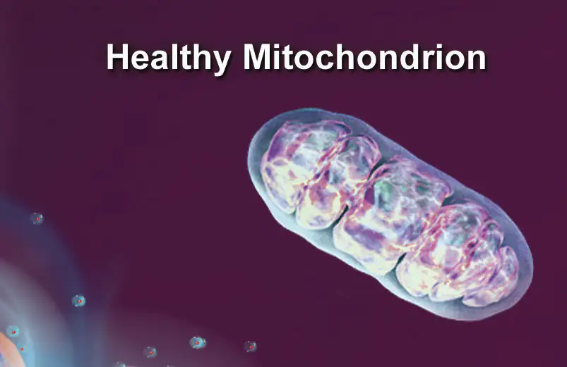 Gesundes Mitochondrium Gesundes Mitochondrium