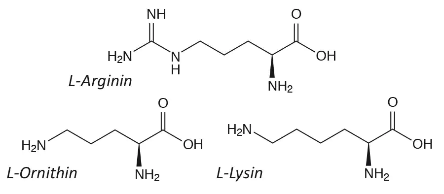 Arginin, Ornithin und Lysin Strukturformeln Arginin, Ornithin und Lysin Strukturformeln