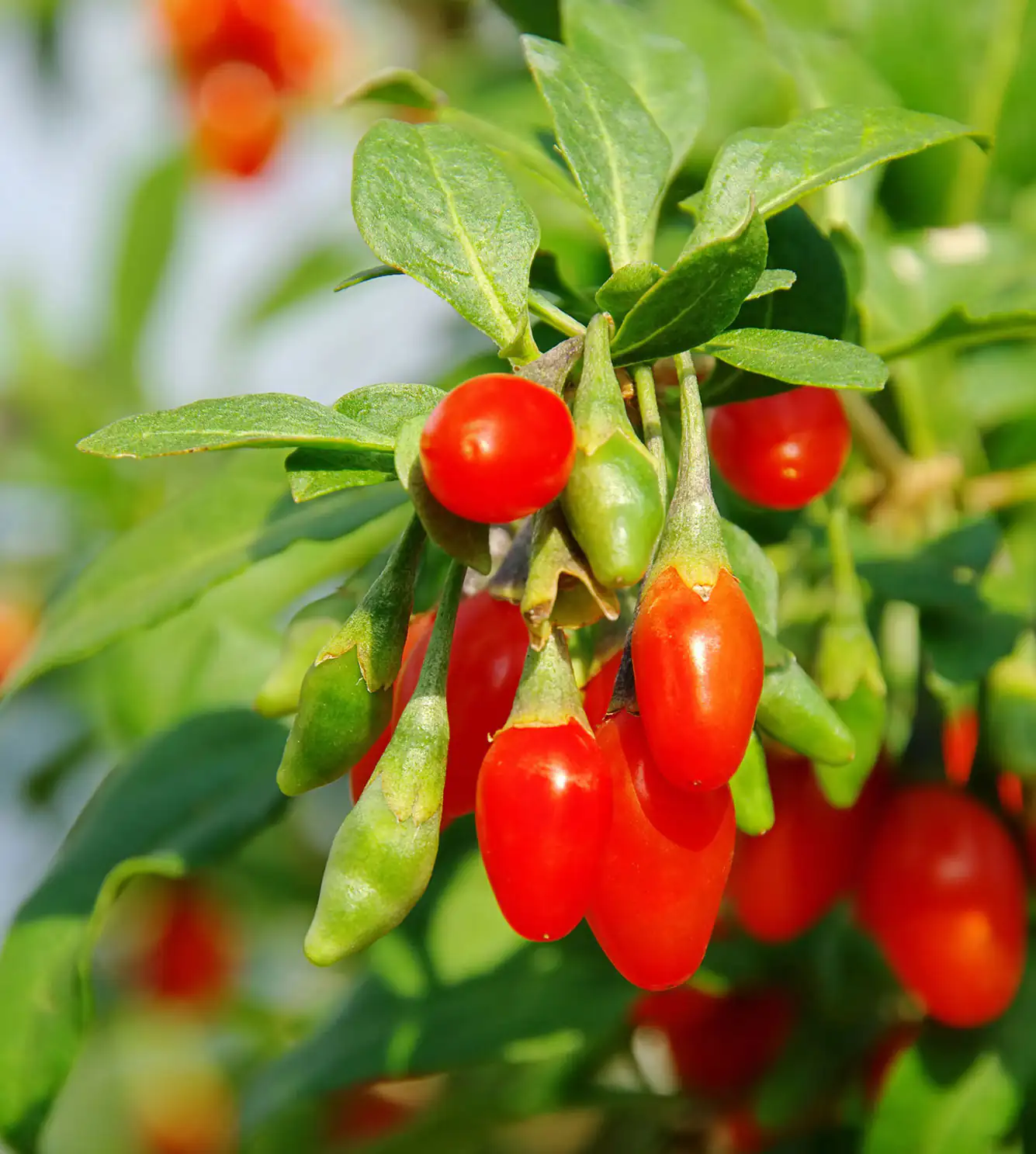 Goji-Beeren Goji-Beeren