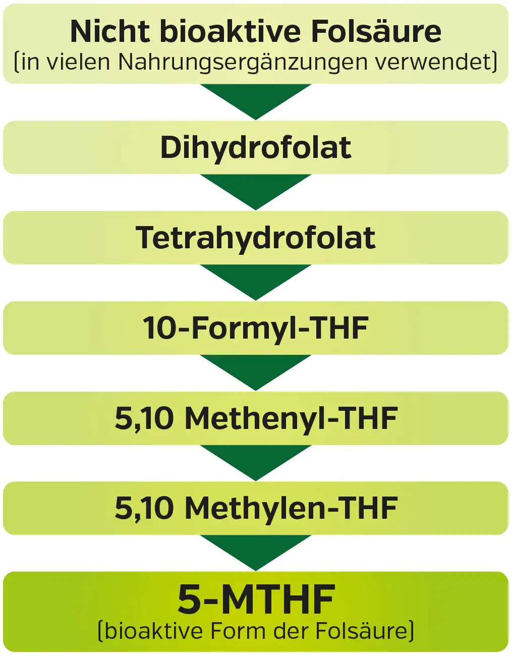 Folsäure bioaktiv (Vitamin B9)