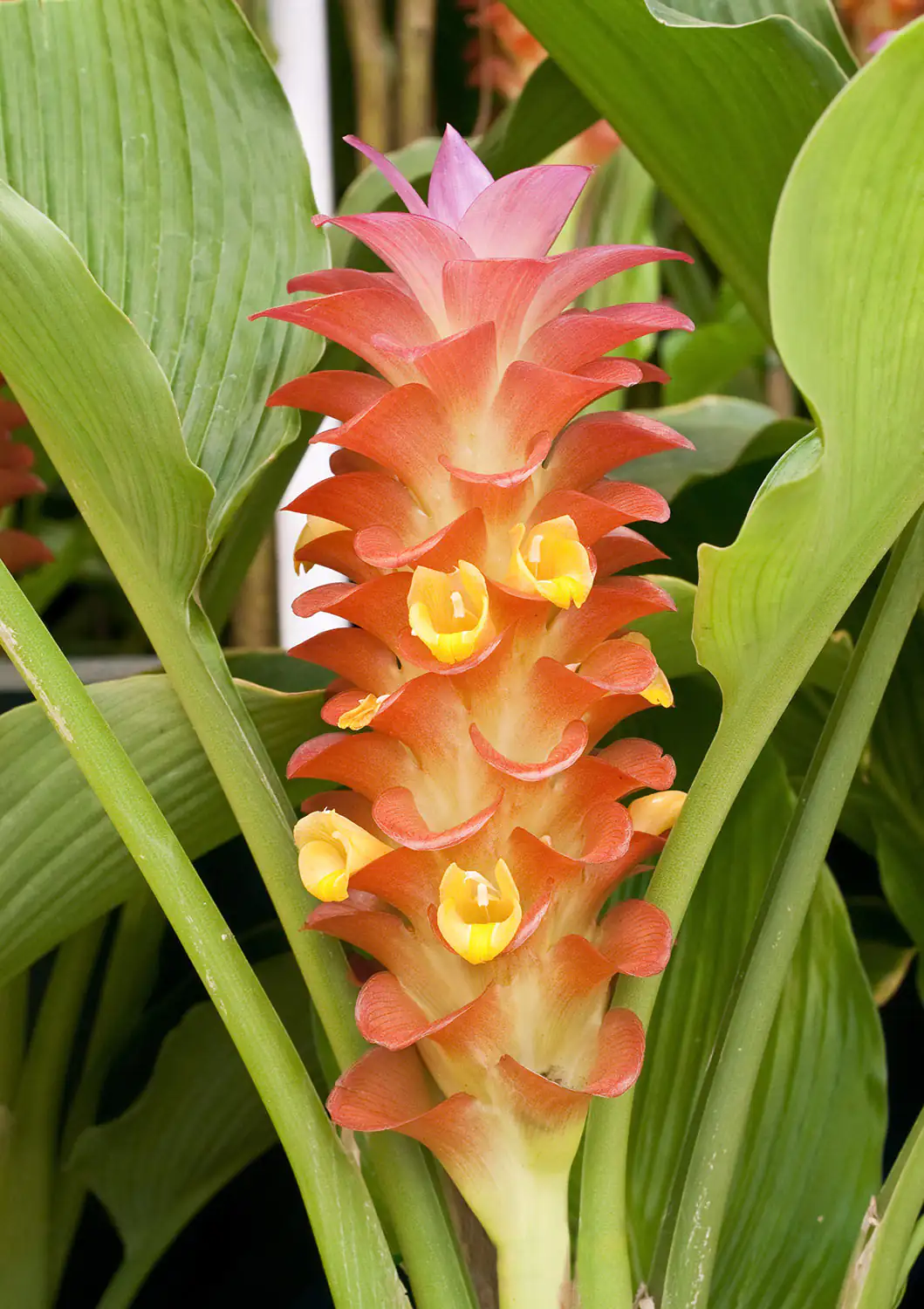 Curcuma longa Pflanze Curcuma longa Pflanze