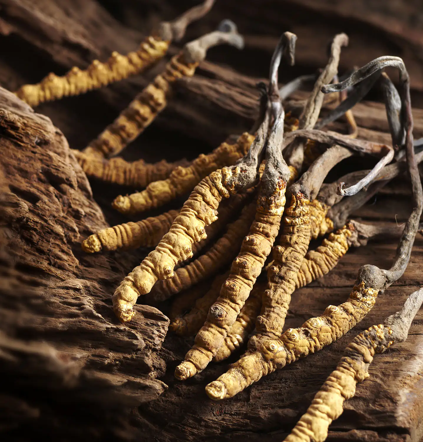 Kaiserpilz (Cordyceps sinensis) Kaiserpilz (Cordyceps sinensis)