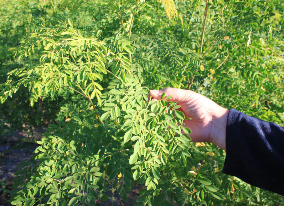 Hand with Moringa branch Hand with Moringa branch