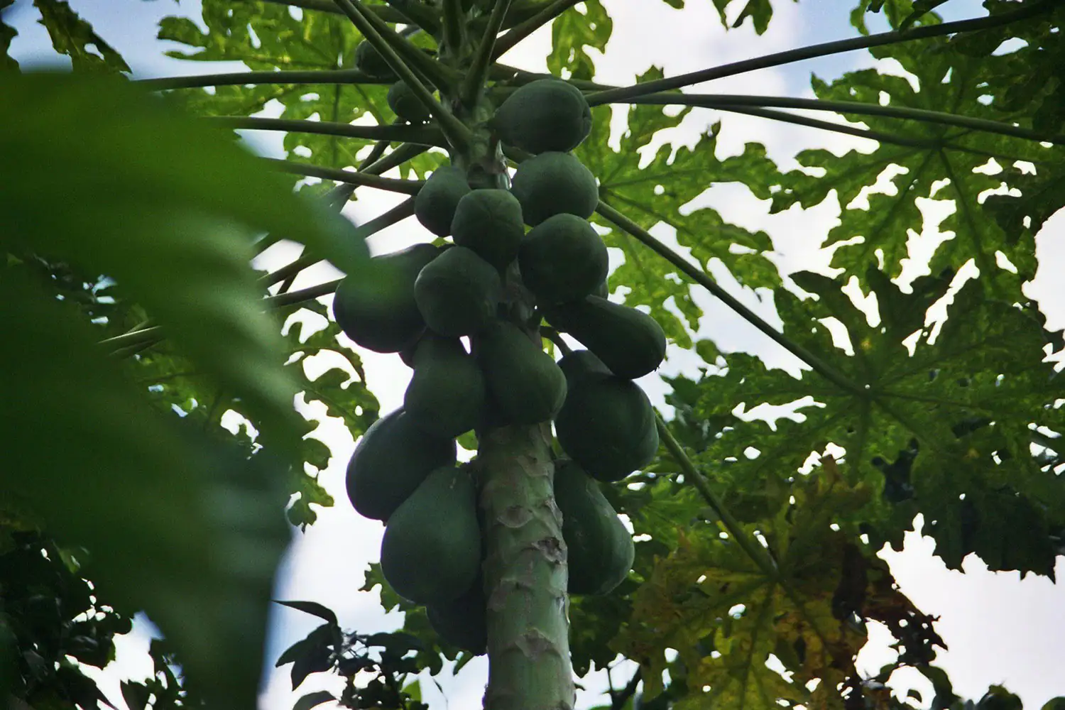 Papaya Palme Papaya Palme