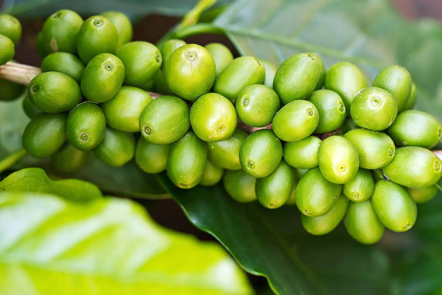 Grüner Kaffe Bohnen Grüner Kaffe Bohnen
