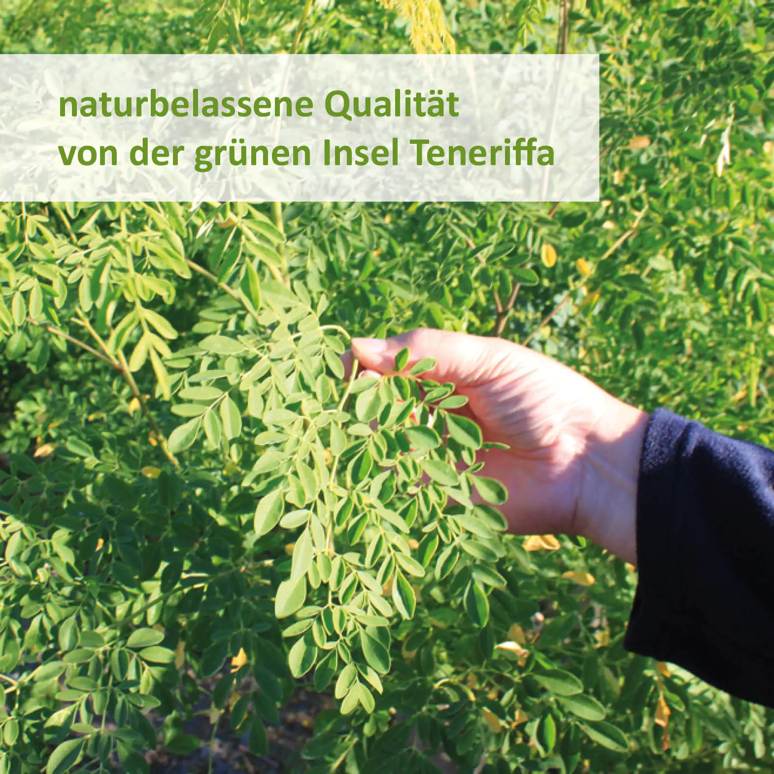 Moringa aus Teneriffa + Bioverstärker