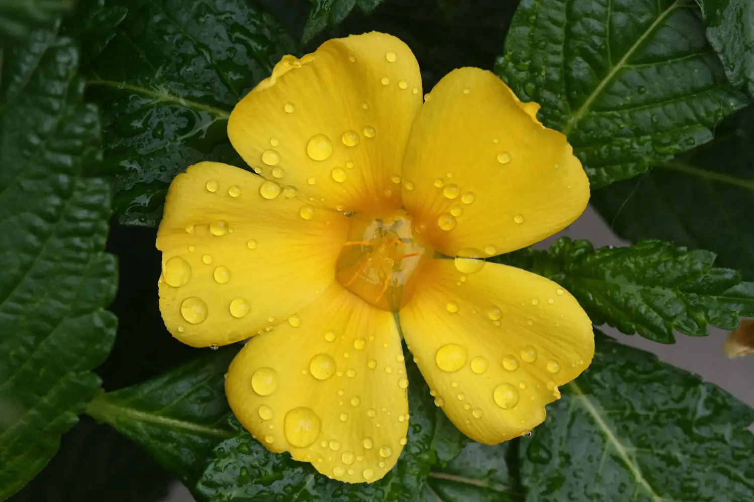 Damiana Blume Damiana Blume