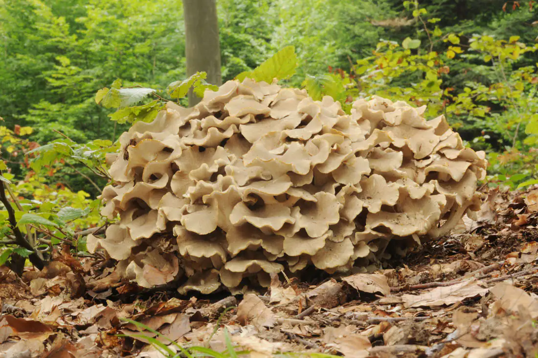 Polyporus umbellatus Pilz Polyporus umbellatus Pilz