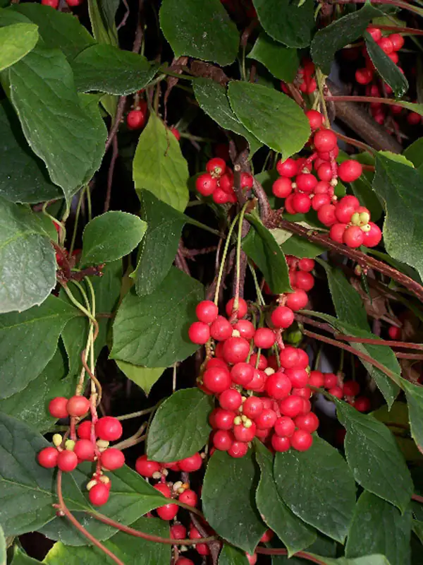 Schisandra sinensis Beeren Schisandra sinensis Beeren