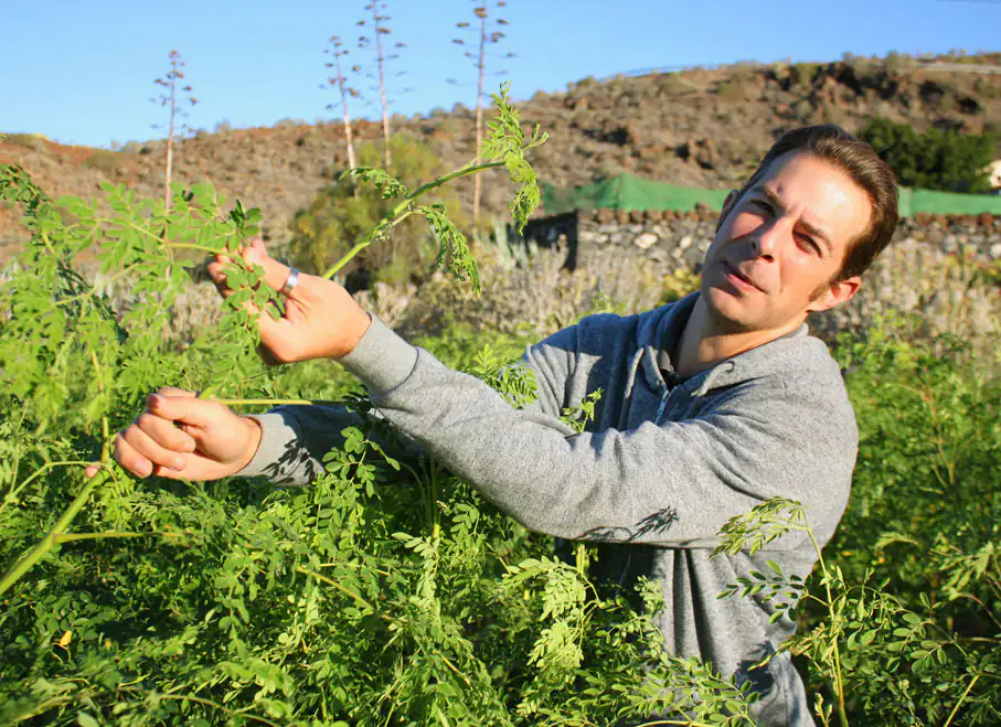 Mann zeigt Moringa-Baum Mann zeigt Moringa-Baum
