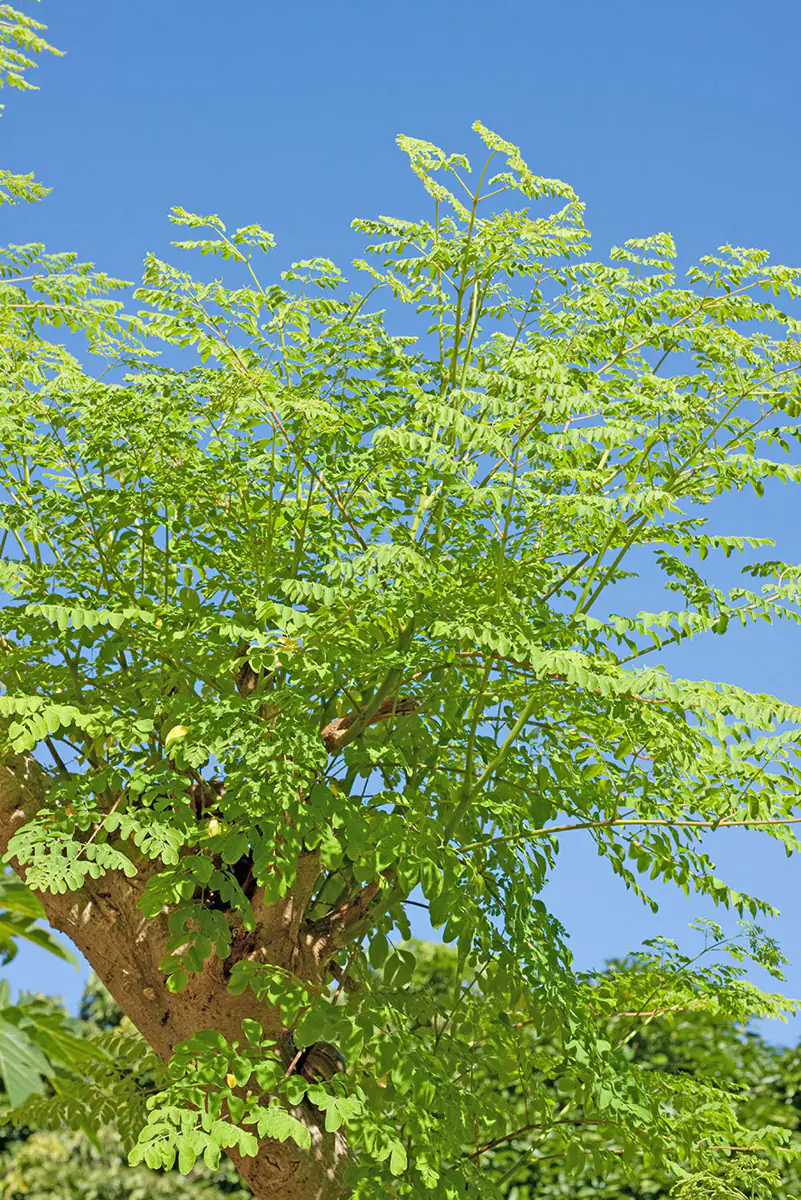 Moringa-Baum - Wunderbaum Moringa-Baum - Wunderbaum