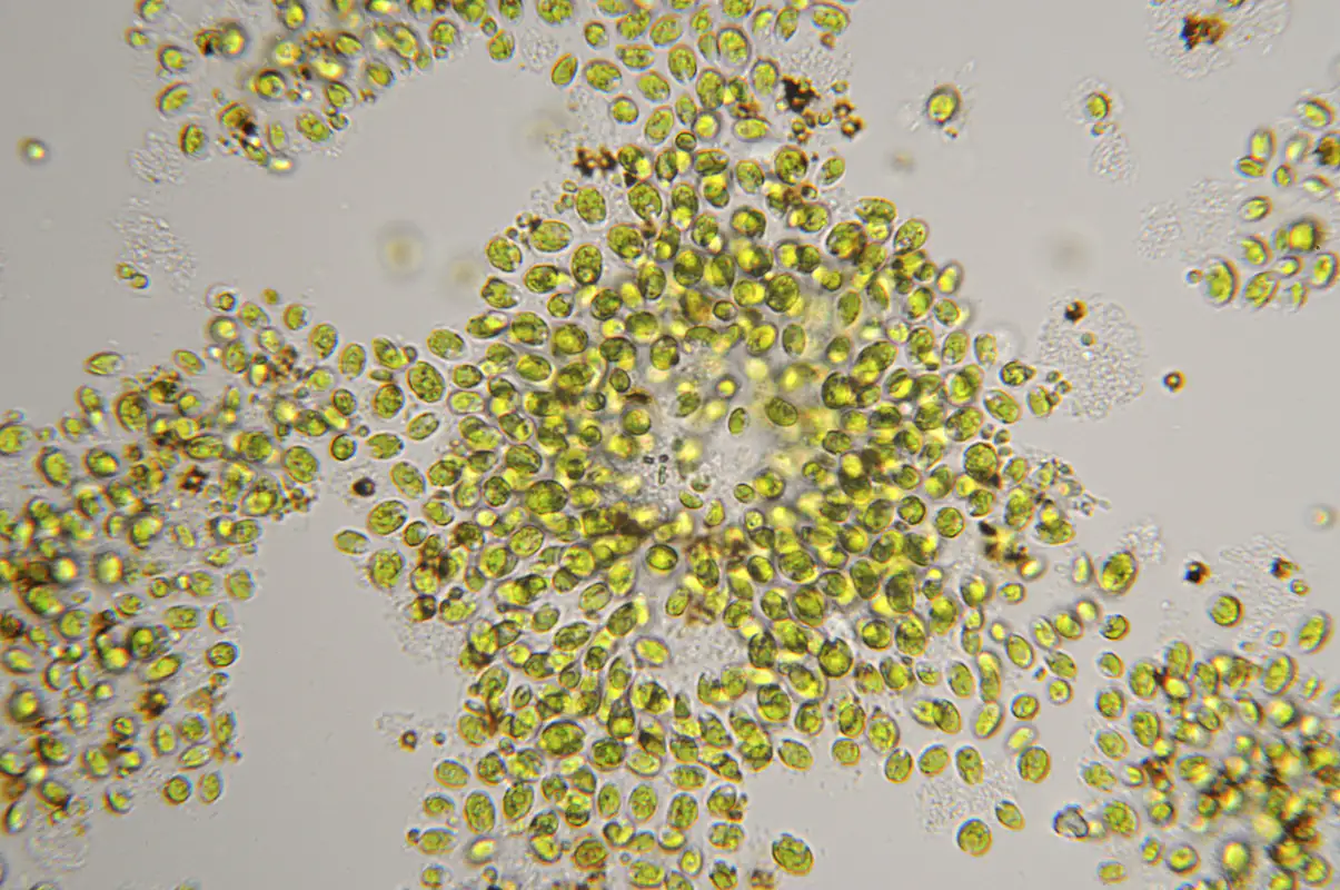 Chlorella vulgaris unter dem Mikroskop Chlorella vulgaris unter dem Mikroskop