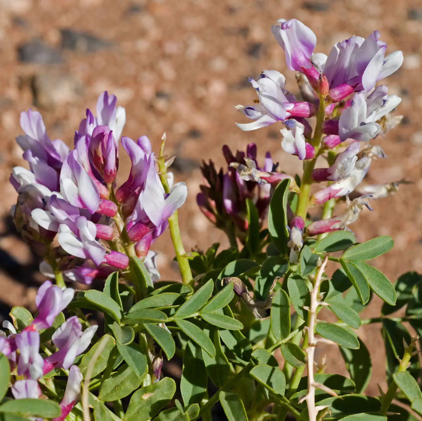 Astragaloside IV Astragalus membranaceus Pflanze Astragaloside IV Astragalus membranaceus Pflanze