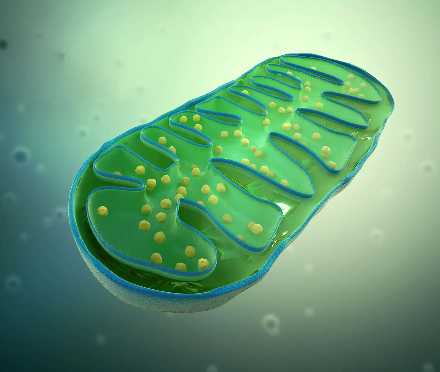 Mitochondrium Schemazeichnung Mitochondrium Schemazeichnung