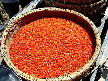 Goji-Beeren Ernte Goji-Beeren Ernte